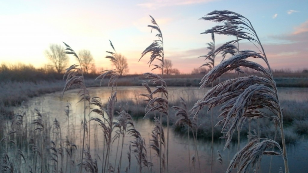 Reedbed Walk