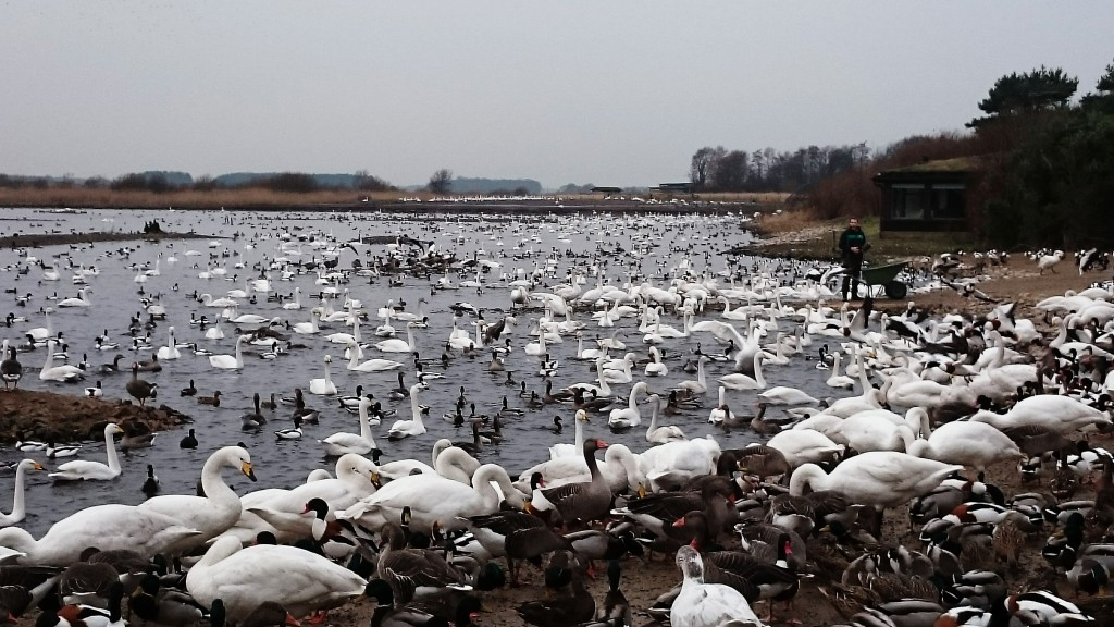 Some of the 1620 Whooper Swan coming in for the 3pm feed in front of the new Discovery Hide