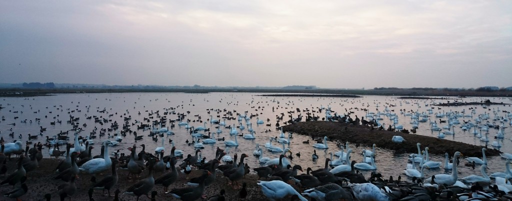 A winter's scene at Martin Mere