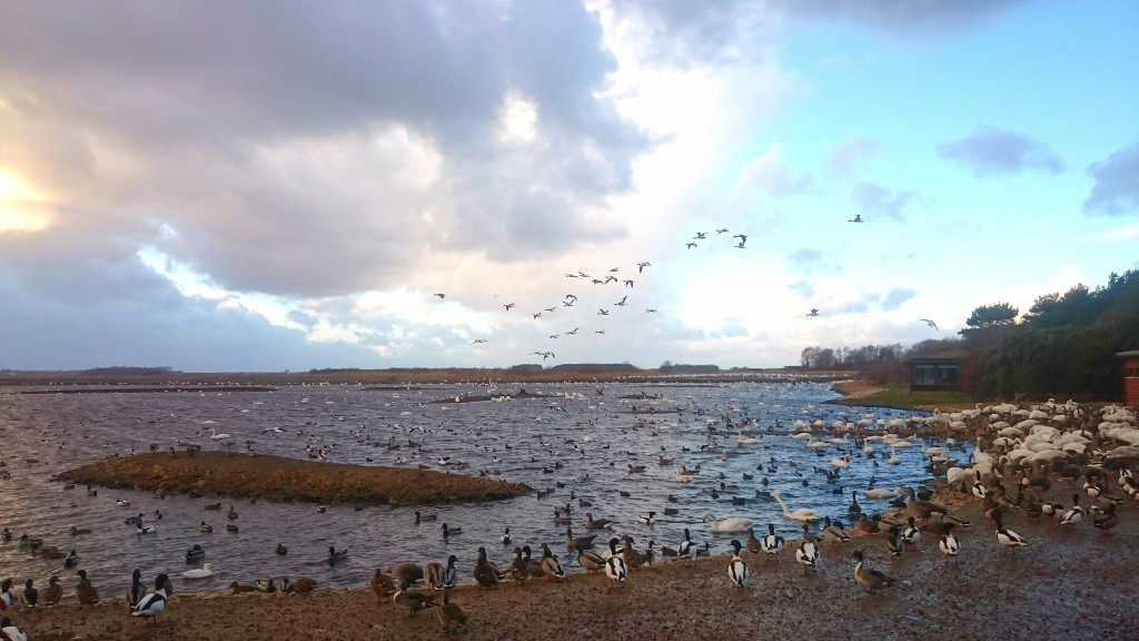Currently it's possible to see over 60 species in a day.