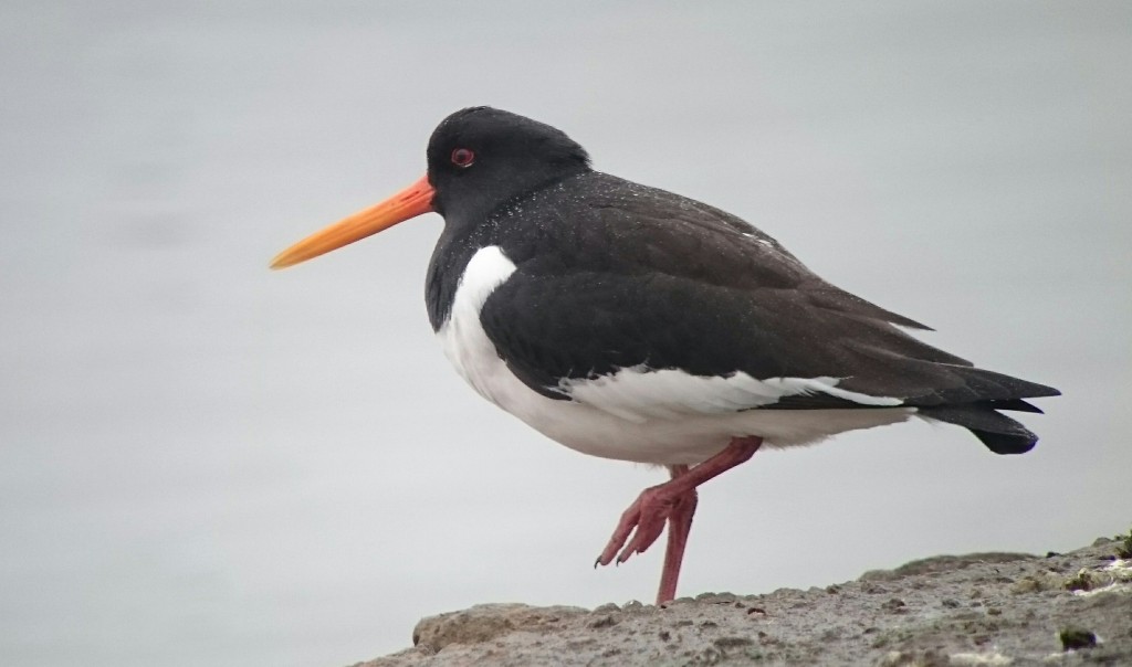 digiscoped with a mobile phone and telescope