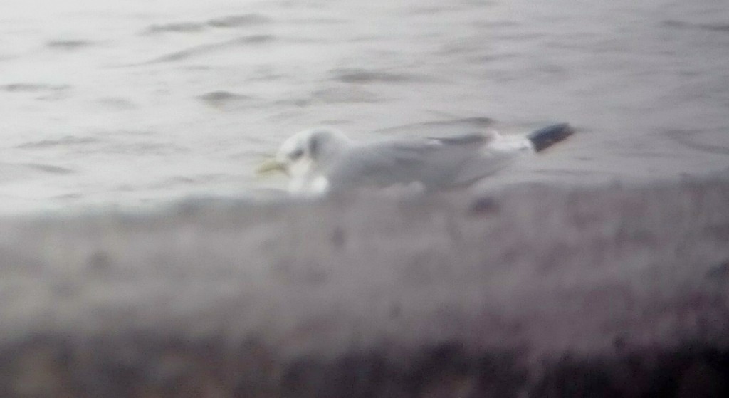 Adult winter plumage Kittiwake