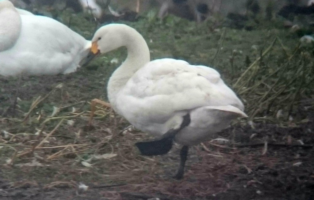 Bewick's Swan again today