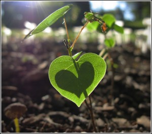 Yup, nature shows it can make green hearts too!