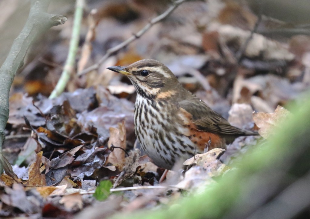 Redwing feeding in leaf litter near the UU Hide (photo: Anne Johnson)