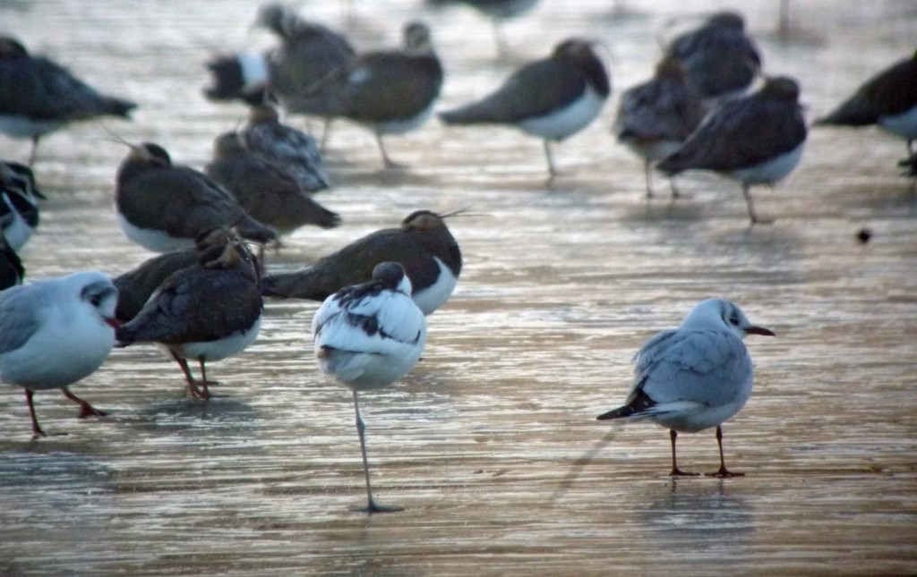 Avocet onice, MJMcGill 1