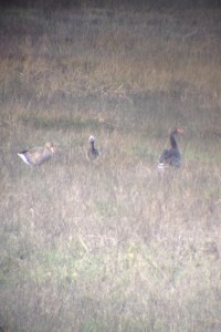 Barnacle Goose, Cr. Ryan Paddock
