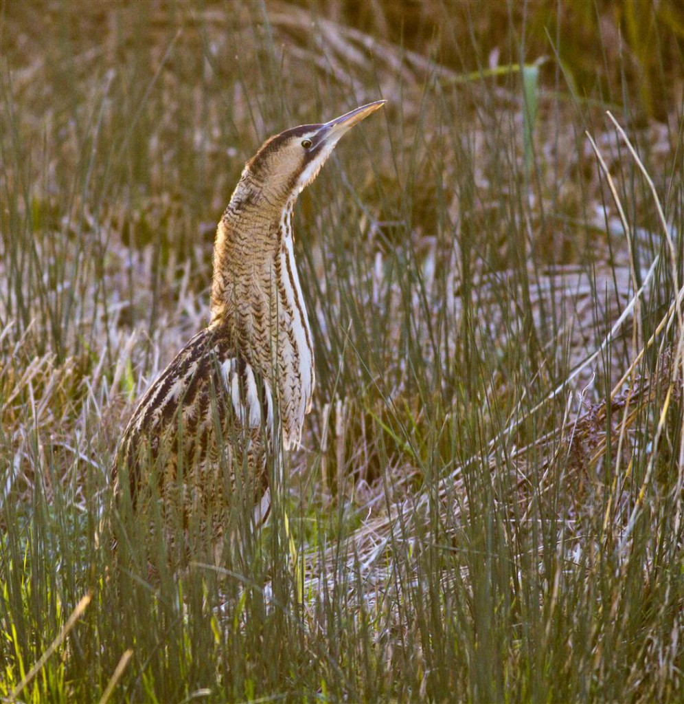 Great Bittern at Slimbridge by Graham Hann