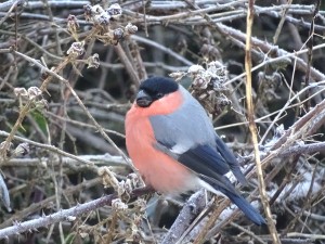 Bullfinch, Cr. Rob Werran