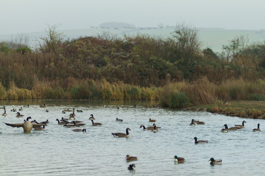 A group of Canada geese on a lake by Amanda Eames