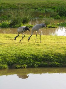 Two cranes foraging. Nov 2005.
