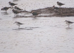Greenshank and Lapwing, Cr. Rob Werran
