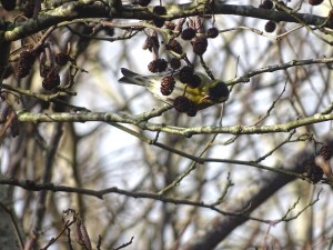 Siskin, Cr. Rob Werran