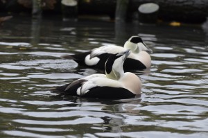 Eider ducks