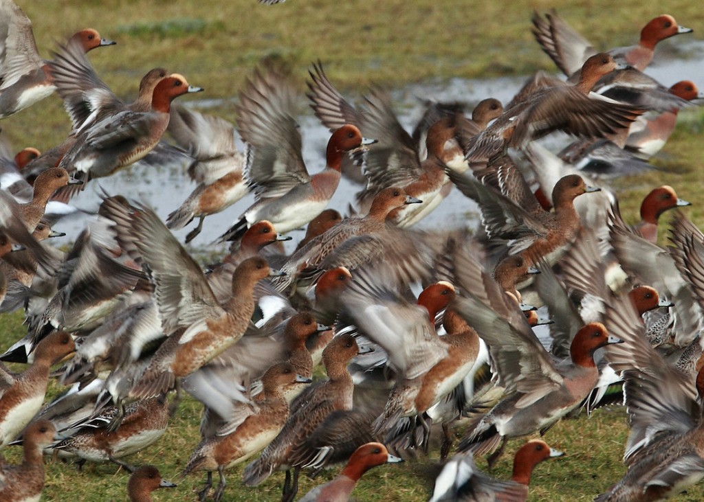 Flock of Eurasian Wigeon taking flight by David White