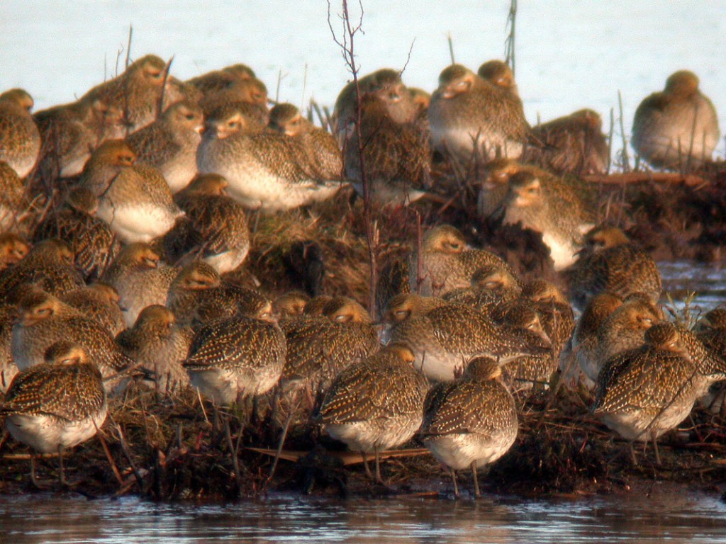 Flock of roosting Golden Plover