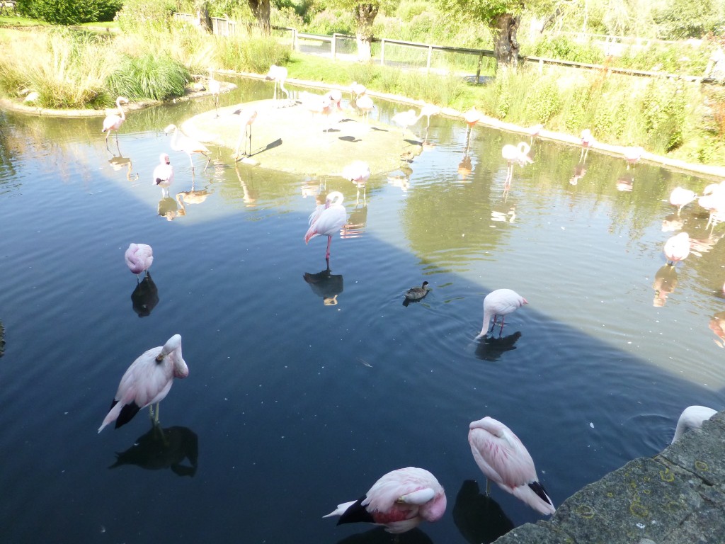 Andean flamingo pen current