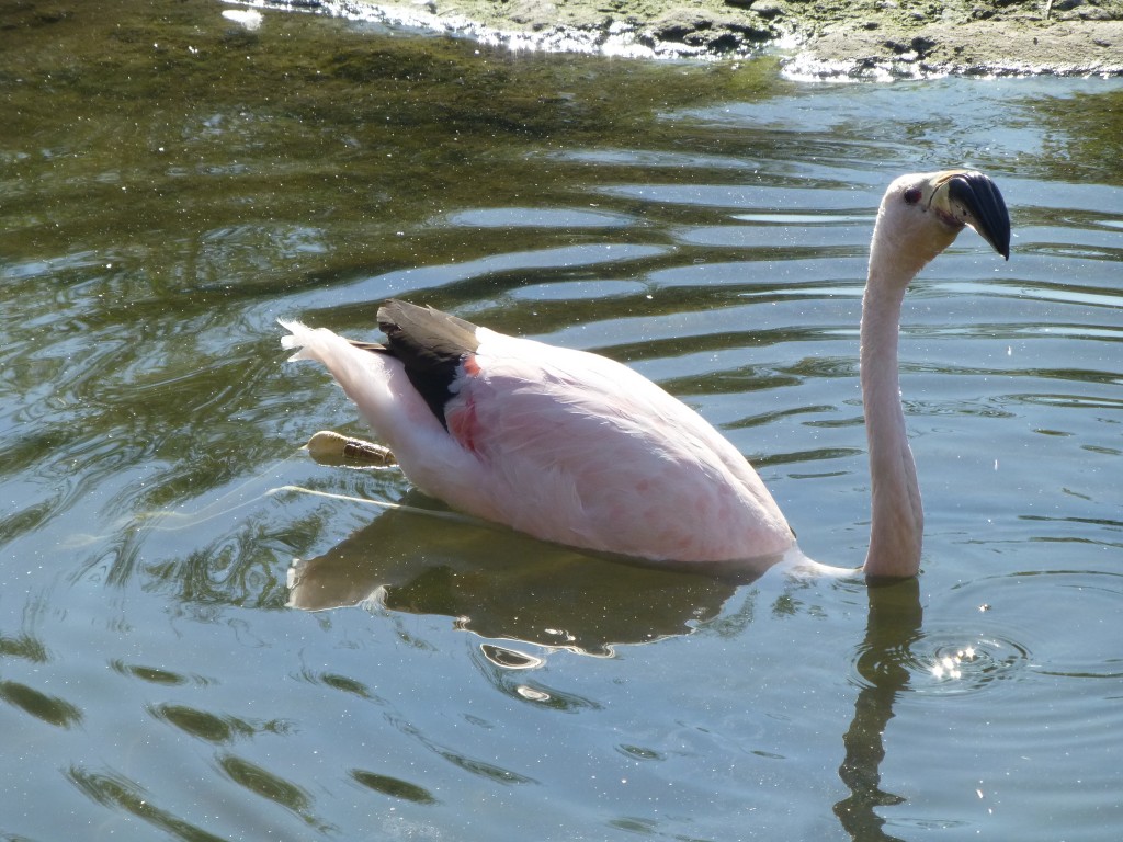 Andea flamingo