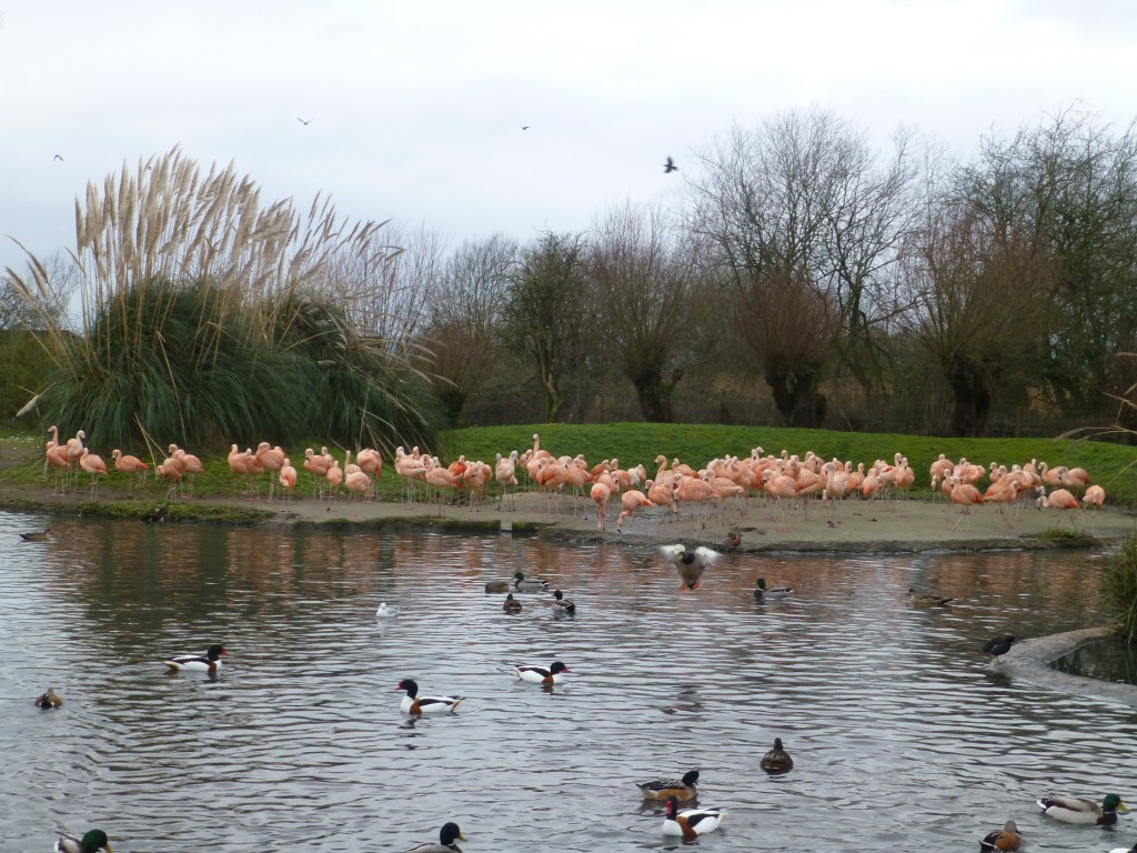 Incoming mallard! The Chileans make a lovely pink backdrop.