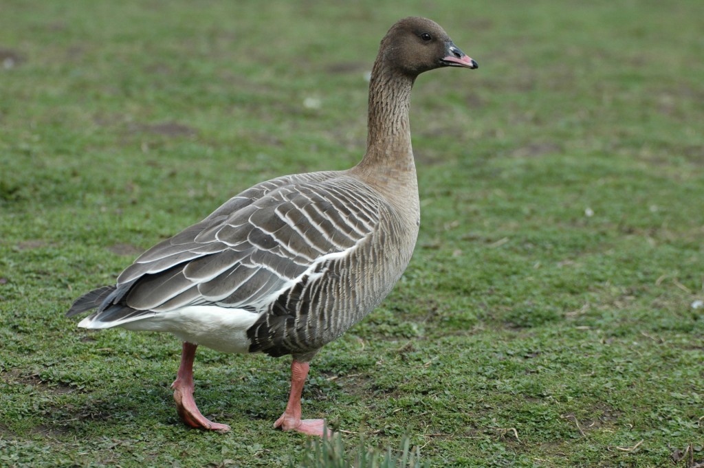 Pink-footed goose at Slimbridge by James Lees
