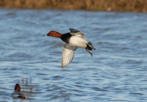 Male Common Pochard flying at Slimbridge