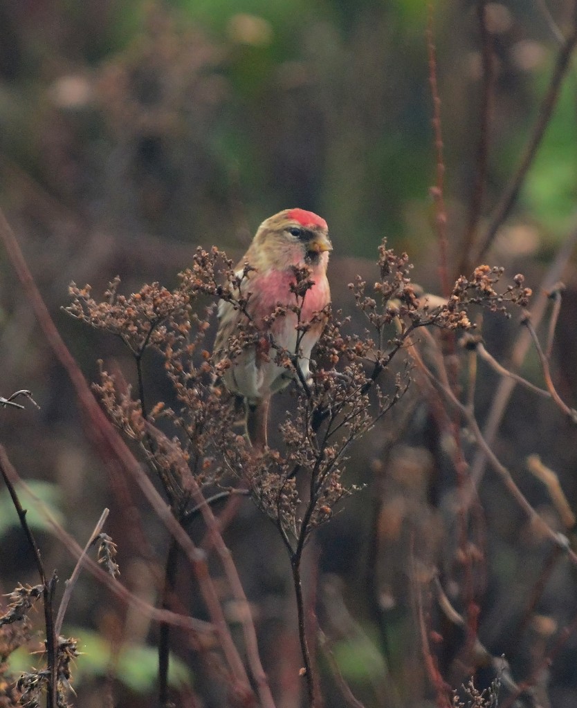 Redpoll AWWT on seed head PS001