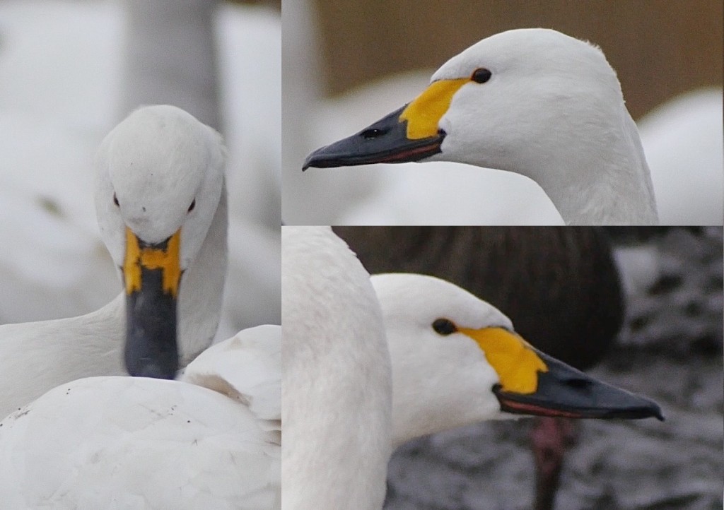 Bewick's Swan montage showing bill pattern (T. Disley)