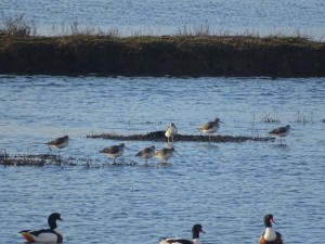 Spotted Redshank And Greenshank, Cr. Rob Werran