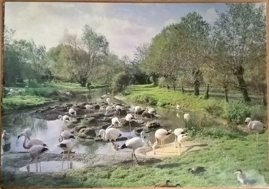 Andean flamingo flock 1980s