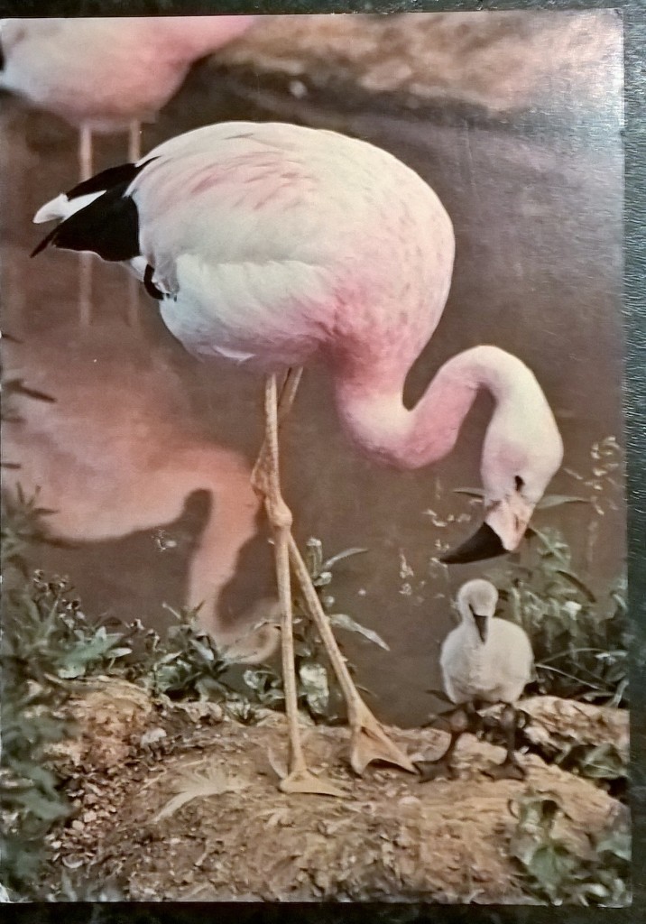 Andean flamingo and chick 1980s
