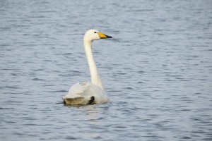 Whooper swan YKA after being released