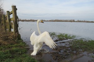 Whooper swan YKA stretching wings on release