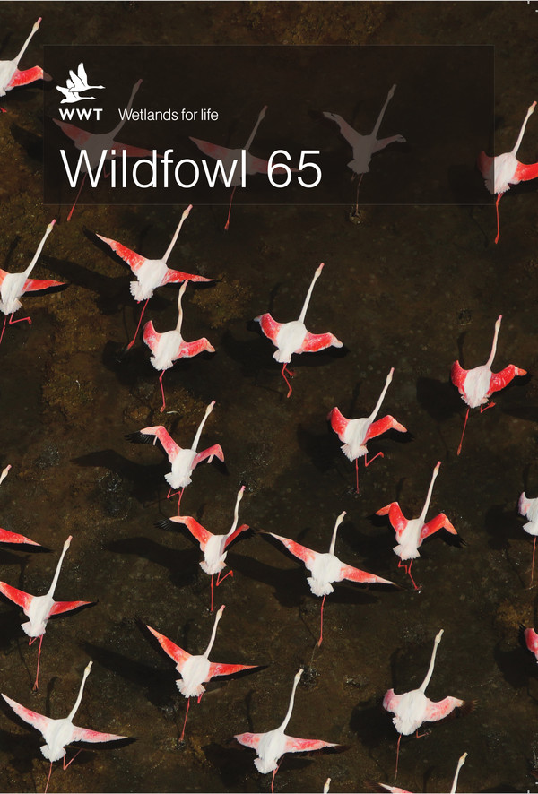 Wetland birds’ lives revealed in WWT science journal
