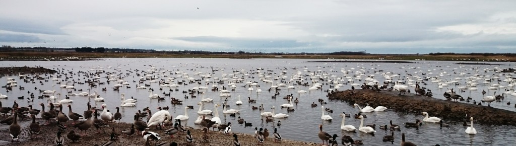Mere Panorama