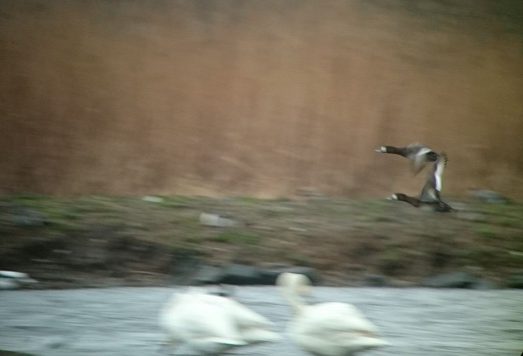 There they go... A brief visit of Scaup.