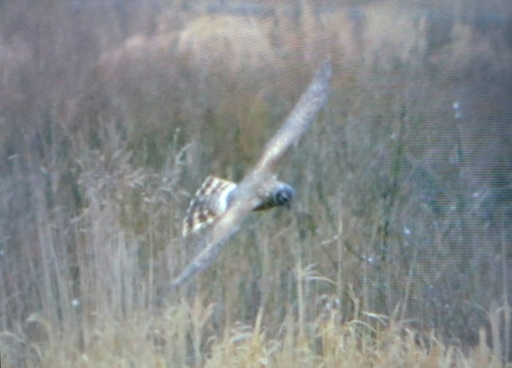 Hen Harrier - back of the camera shot (Phil Pickett)