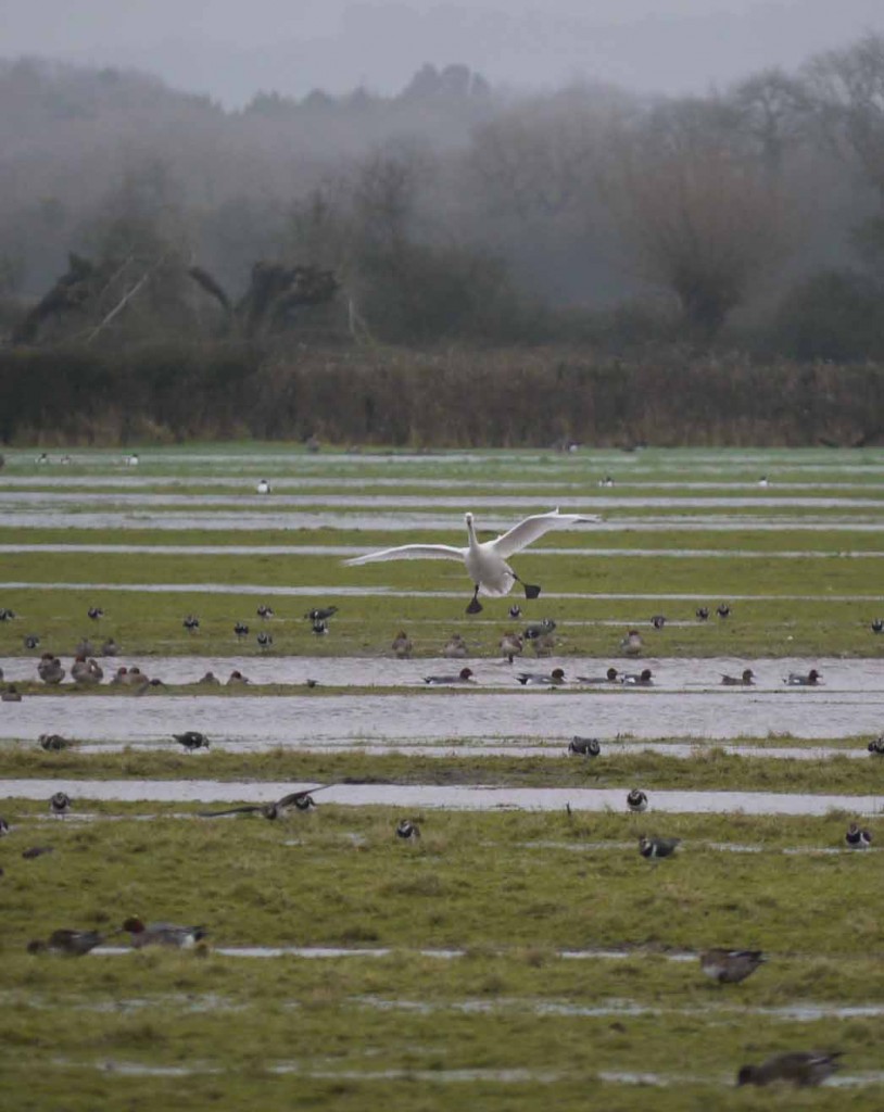 Bewick's Swan coming in to land on Tack Piece, MJMcGill