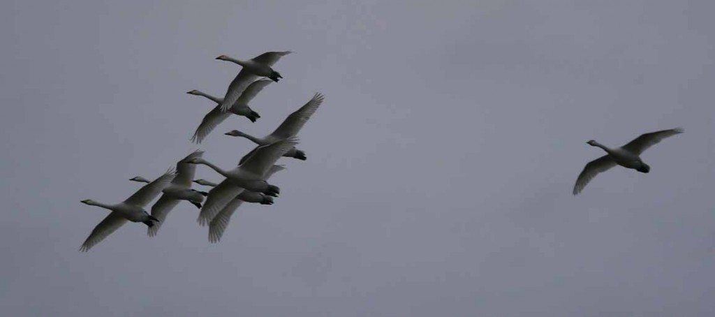 Bewick's Swans, MJMcGill