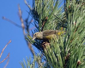 Common Crossbill, Cr. Rob Werran