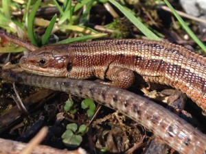 Common Lizard cr. Brian Briggs