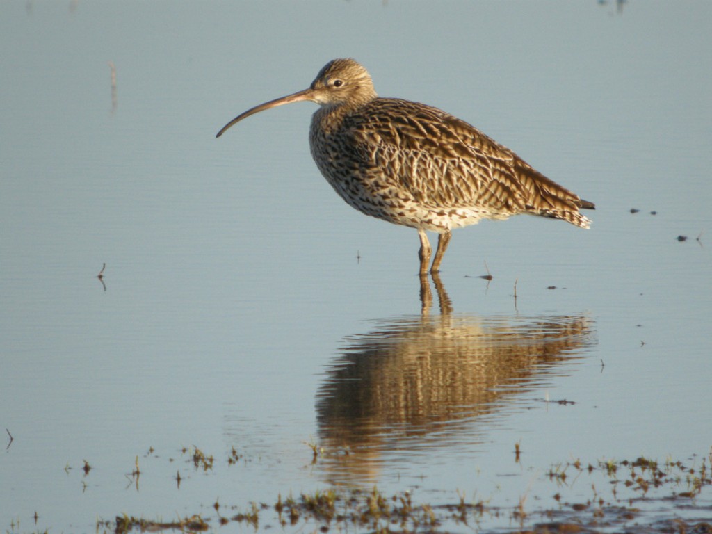 Curlew with reflection in water at Slimbridge taken by James Lees (Archive Picture)
