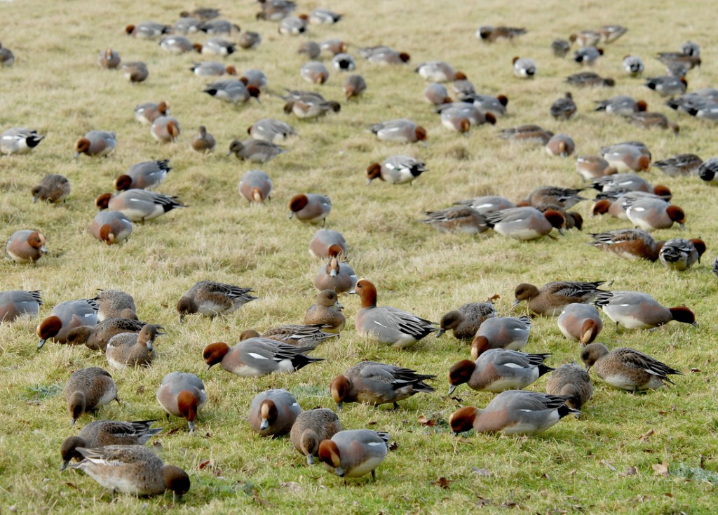Flock of feeding Eurasian Wigeon at Slimbridge taken by James Lees (Archive Picture)