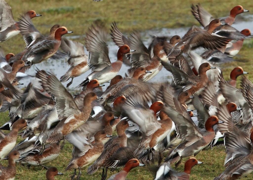 Flock of Eurasian Wigeon taking flight by David White (Archive Picture)