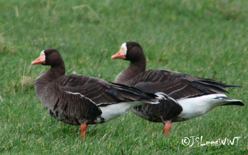 GWFGeese-Feb-WWT-2016-jslees