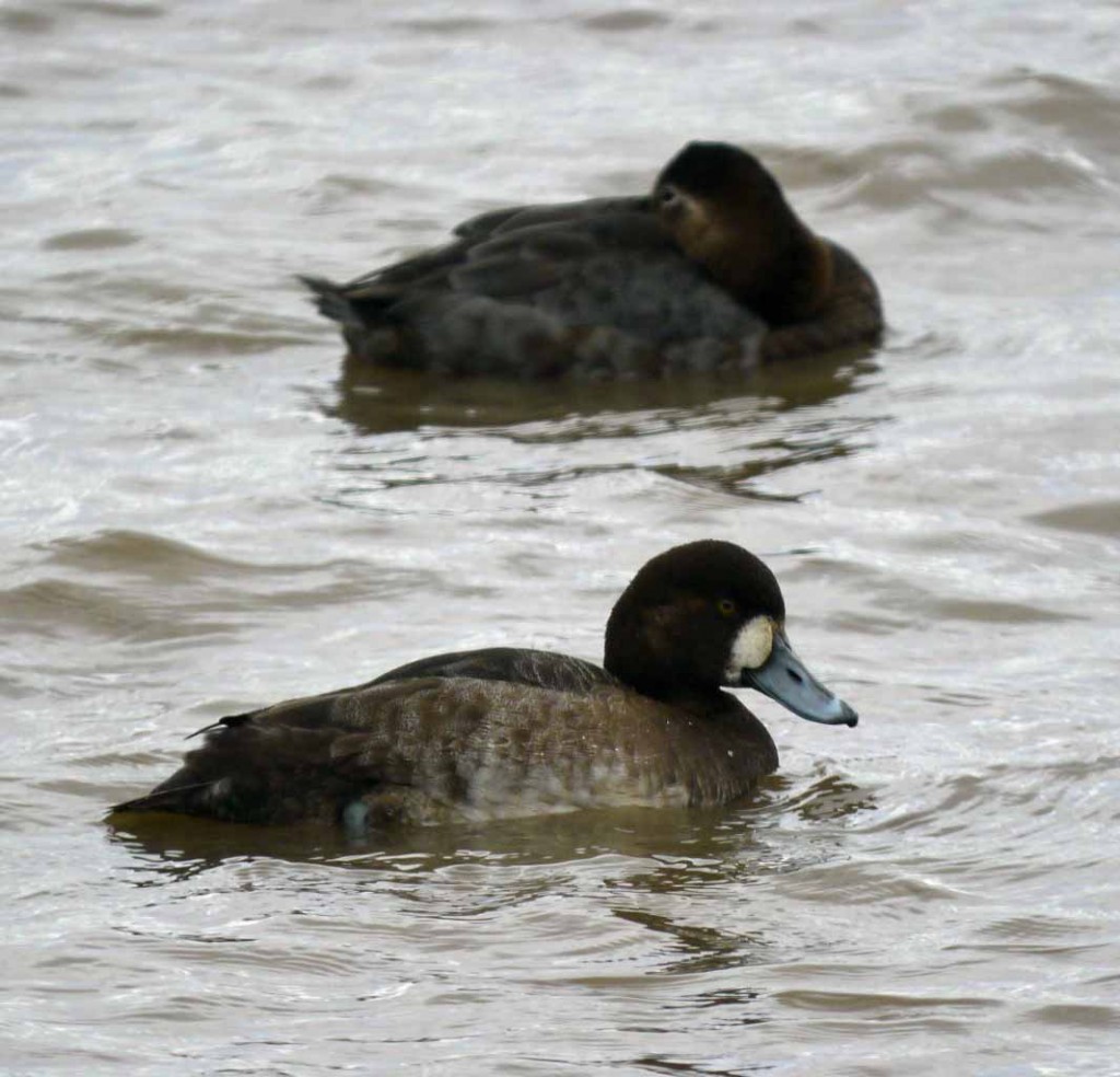 Greater Scaup with Pochard, MJMcGill