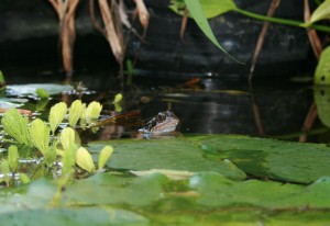 Healthy water leads to healthy wildlife