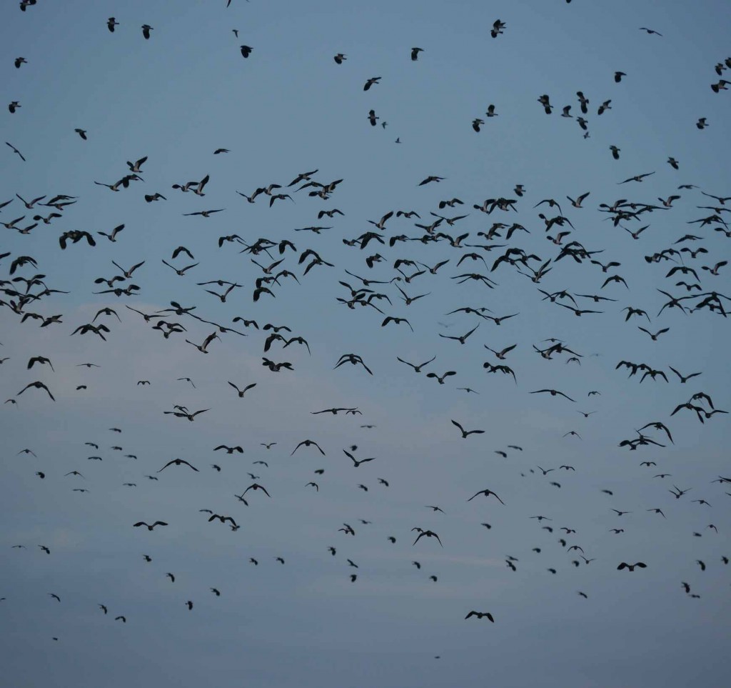 Lapwing flock,MJMcGill