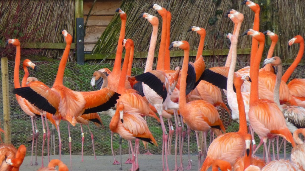 Caribbean flamingos