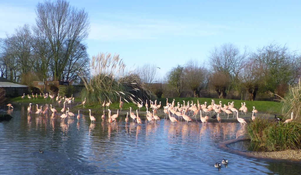 Chilean flamingos