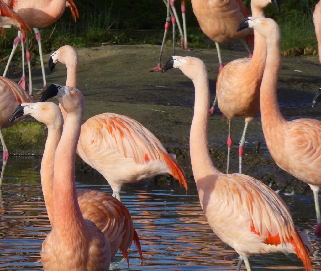 Chilean flamingos 